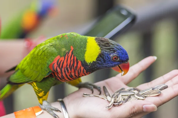 Ουράνιο τόξο lorikeet πουλί — Φωτογραφία Αρχείου