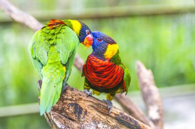 Gökkuşağı Lori kuş