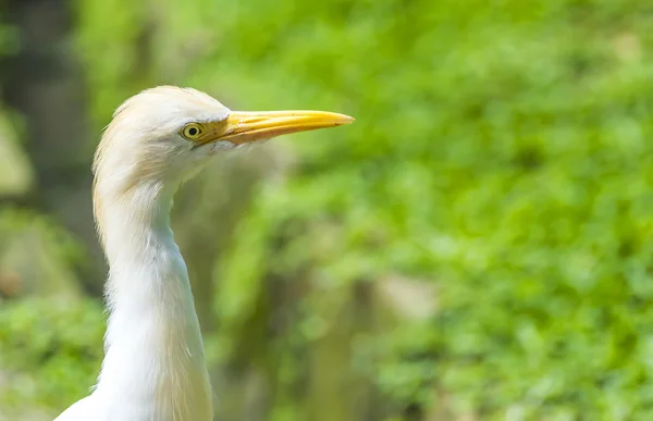 White egret bird — Stock Photo, Image