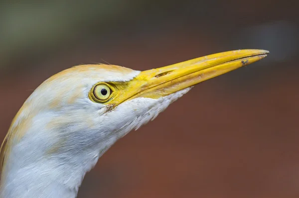 White egret bird — Stock Photo, Image