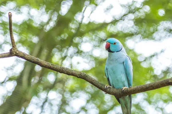 リング首オウム — ストック写真