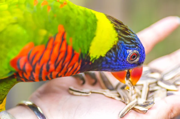 Ουράνιο τόξο lorikeet πουλί — Φωτογραφία Αρχείου