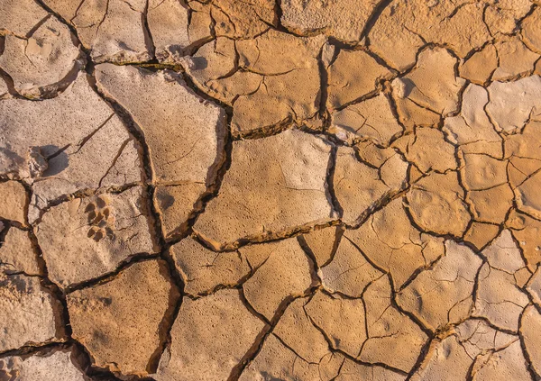 Soil crack — Stock Photo, Image