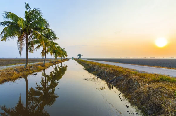 Coconut tree — Stock Photo, Image