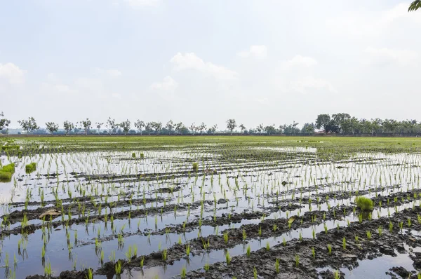 Campo de Paddy — Fotografia de Stock