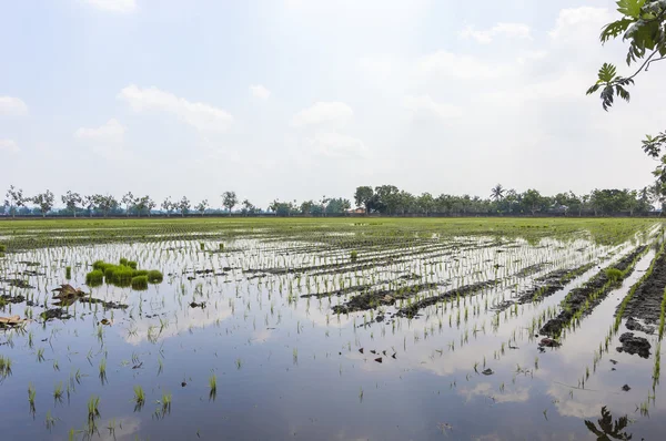 Campo de Paddy — Fotografia de Stock