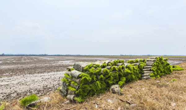 Seedbed — Stock Photo, Image