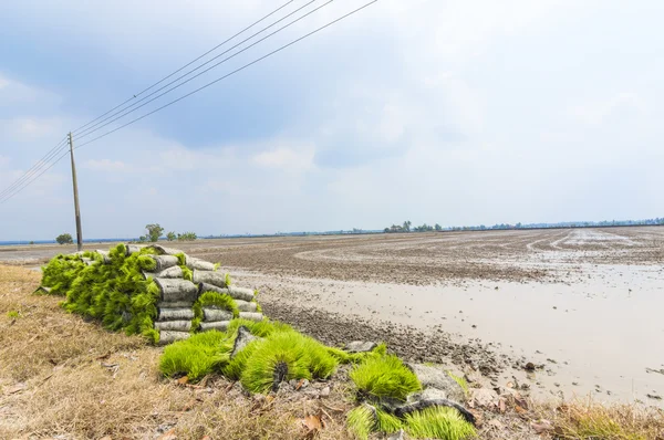 Seedbed — Stock Photo, Image