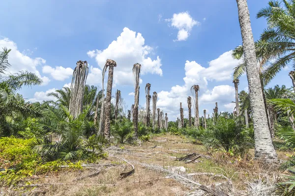 Replanting oil palm — Stock Photo, Image