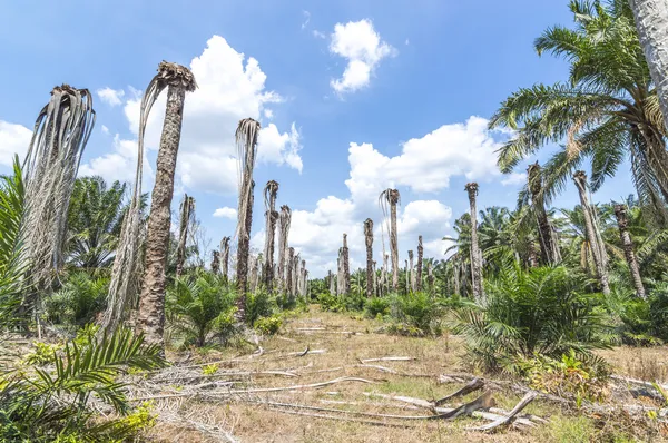 Replanting oil palm — Stock Photo, Image