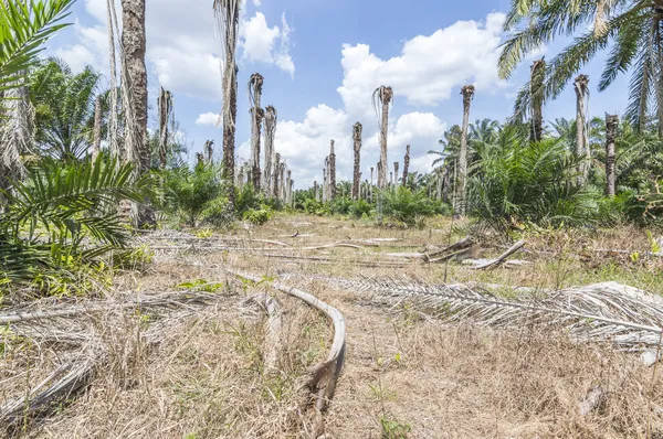 Replantación de palma aceitera —  Fotos de Stock