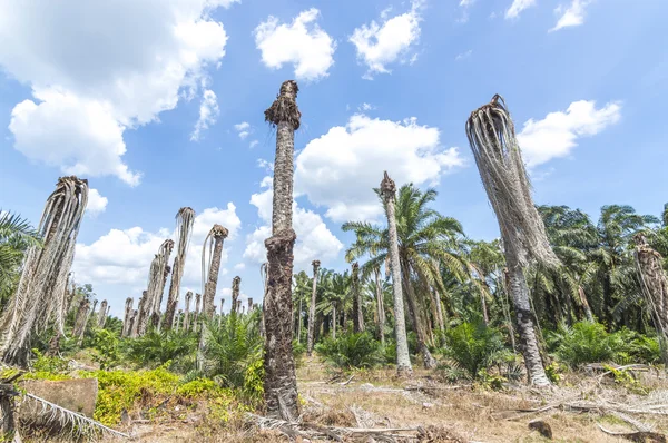 Replantación de palma aceitera — Foto de Stock