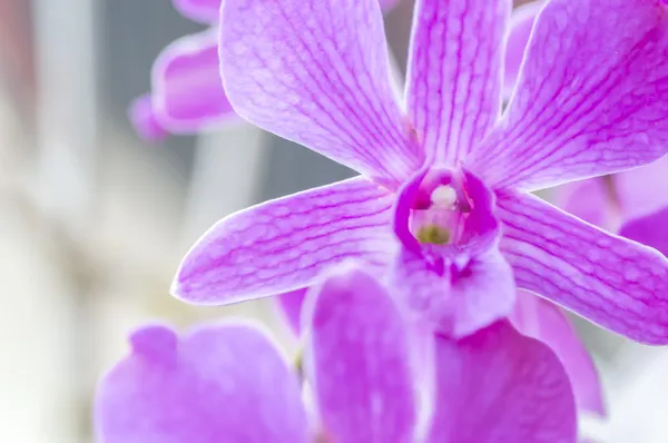 Paarse orchid — Stockfoto