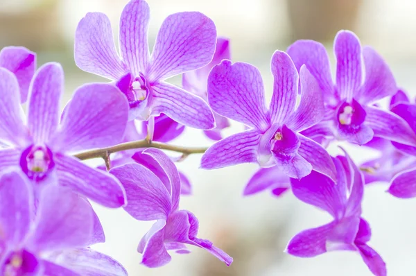 Paarse orchid — Stockfoto