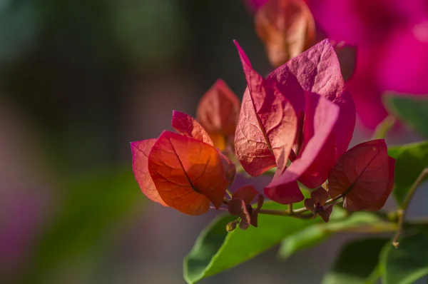 Bougainvillea rosa — Fotografia de Stock