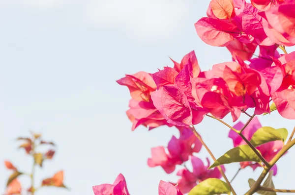 Pink bougainvillea — Stock Photo, Image