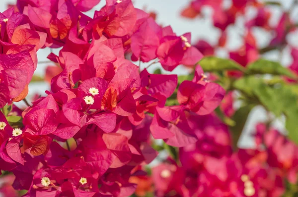 Bougainvillea rosa — Fotografia de Stock