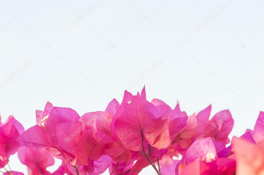 Pink bougainvillea