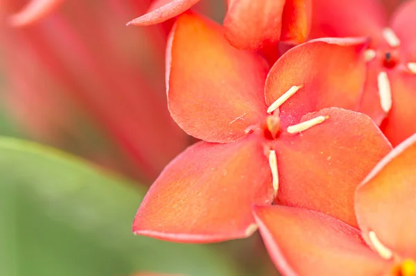 Ixora Coccinea — Fotografia de Stock