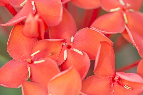 Ixora Coccinea —  Fotos de Stock