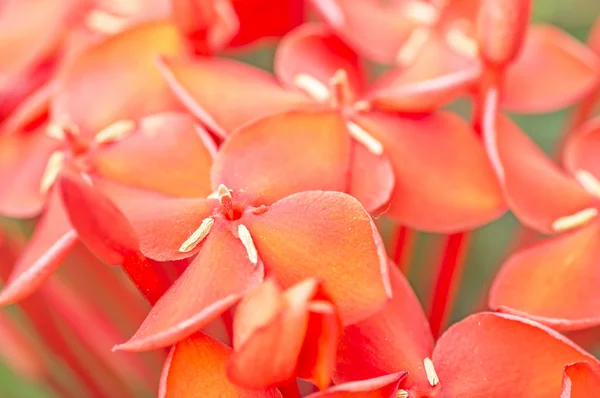 Ixora Coccinea —  Fotos de Stock