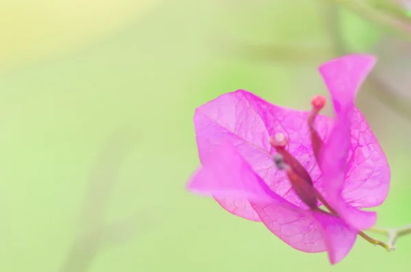 Bougainvillea — Stock Photo, Image