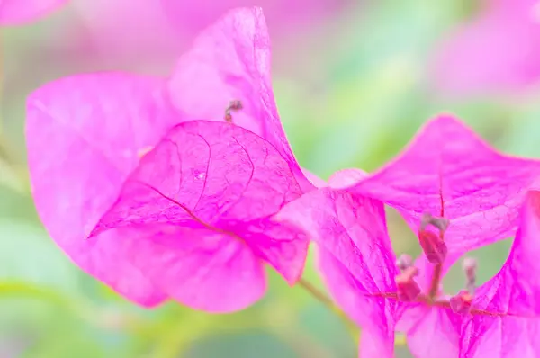 叶子花 — 图库照片