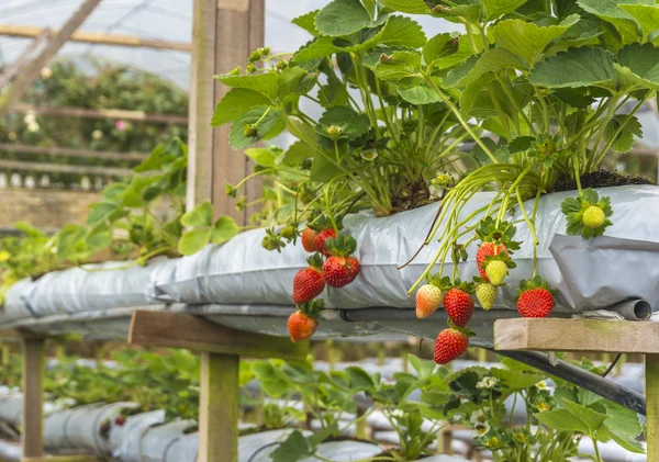 Strawberry — Stock Photo, Image