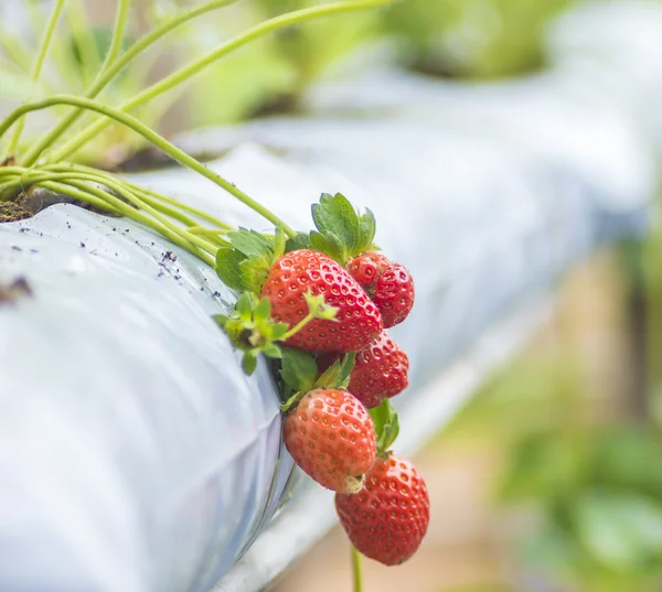 Fragola — Foto Stock