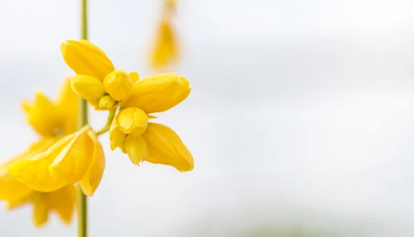 Gele bloem — Stockfoto