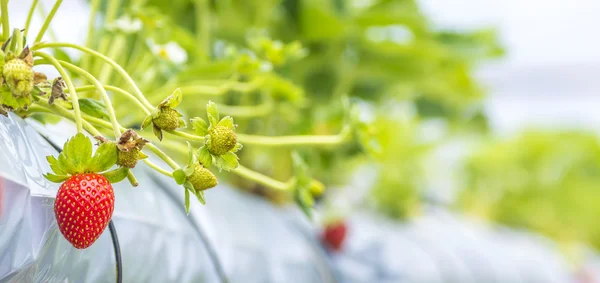 Strawberry — Stock Photo, Image