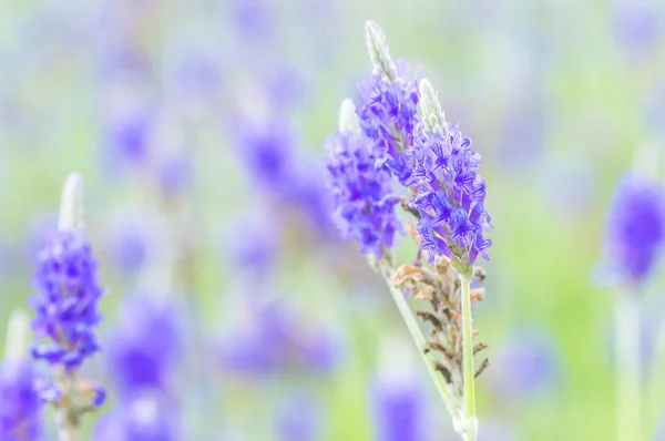 Lavender flower — Stock Photo, Image