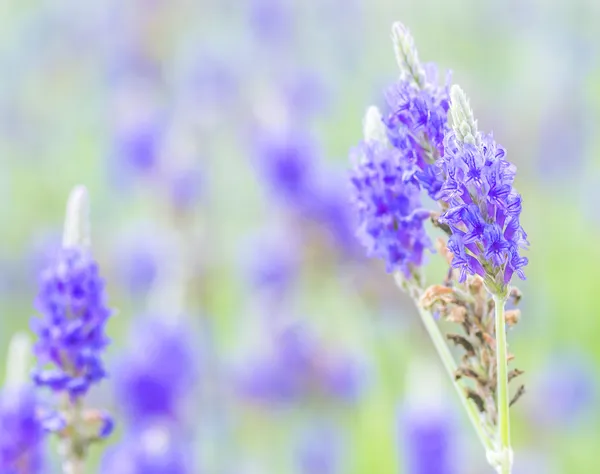 Lavender flower — Stock Photo, Image