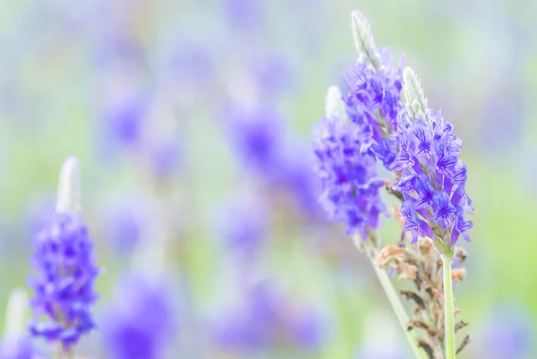 Lavender flower — Stock Photo, Image