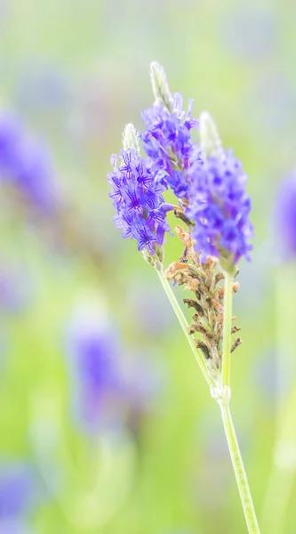 Lavender flower — Stock Photo, Image