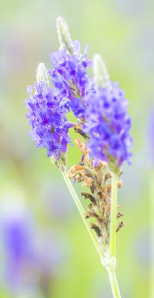 Lavender flower — Stock Photo, Image