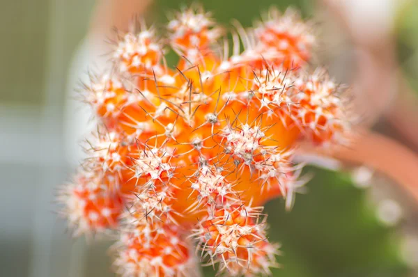 Cactus —  Fotos de Stock