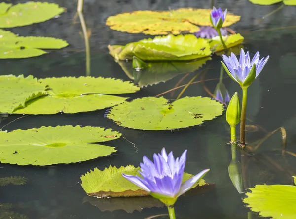 Water lily flower — Stock Photo, Image