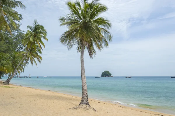 Kokosnoot boom — Stockfoto