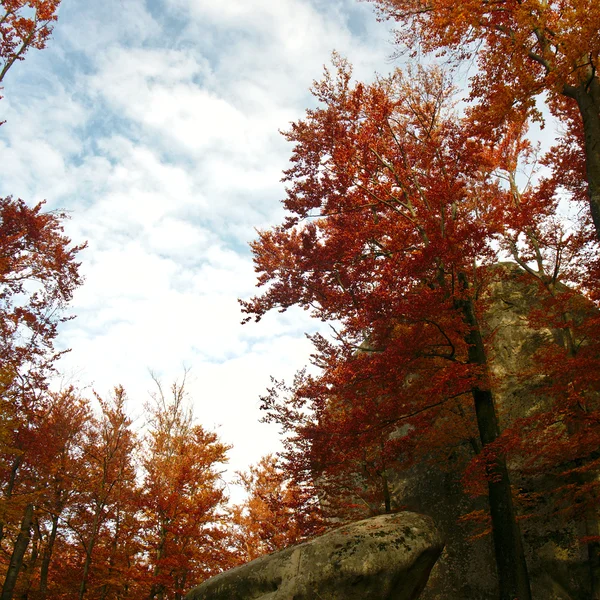 Alberi rossi e scogliere — Foto Stock