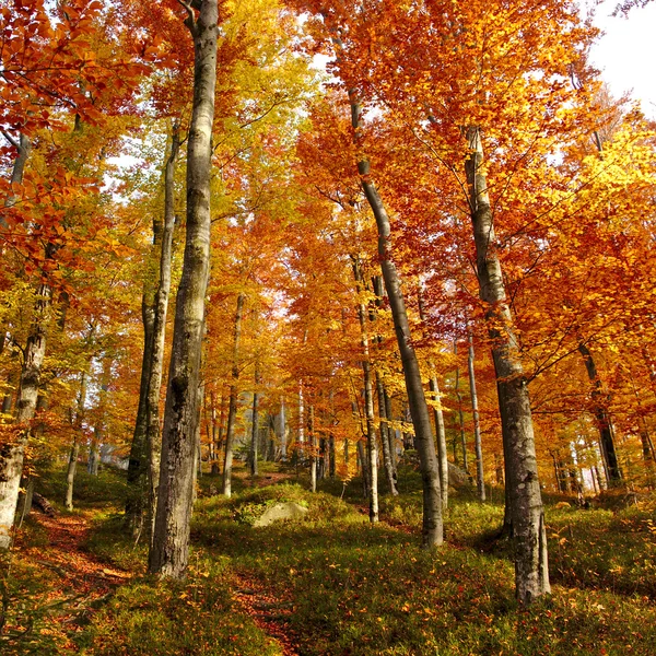 Bosque de otoño por la mañana — Foto de Stock