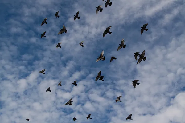 Aves voando Fotografias De Stock Royalty-Free