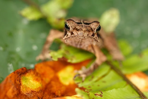 Regarde. Grenouille sur une feuille . — Photo