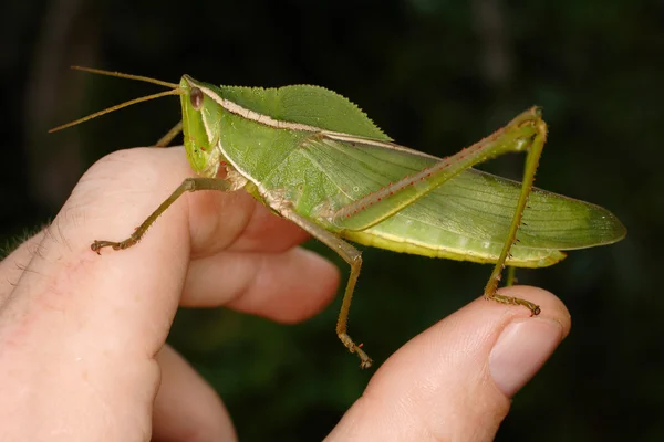 Heuschrecke an meiner Hand. — Stockfoto