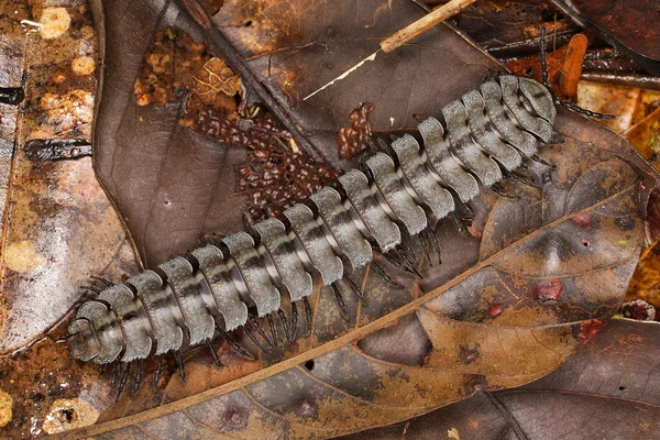 Millipede in a litter of a forest. — Stock Photo, Image