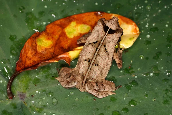 Frog on a leaf. — Stock Photo, Image