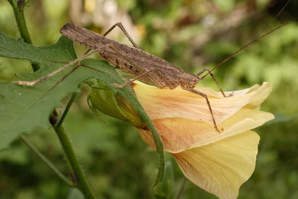 Grasshopper sitting on a flower — Stock Photo, Image