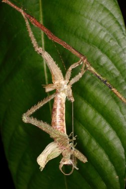 Çekirge geceleri büyümek.