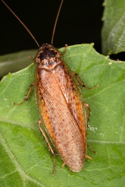 tropikal cockroache