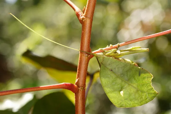 Sprinkhaan als een blad — Stockfoto